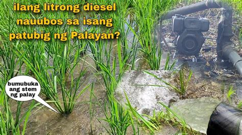 patubig sa palayan in english|Patubig in English: Definition of the Tagalog word patubig.